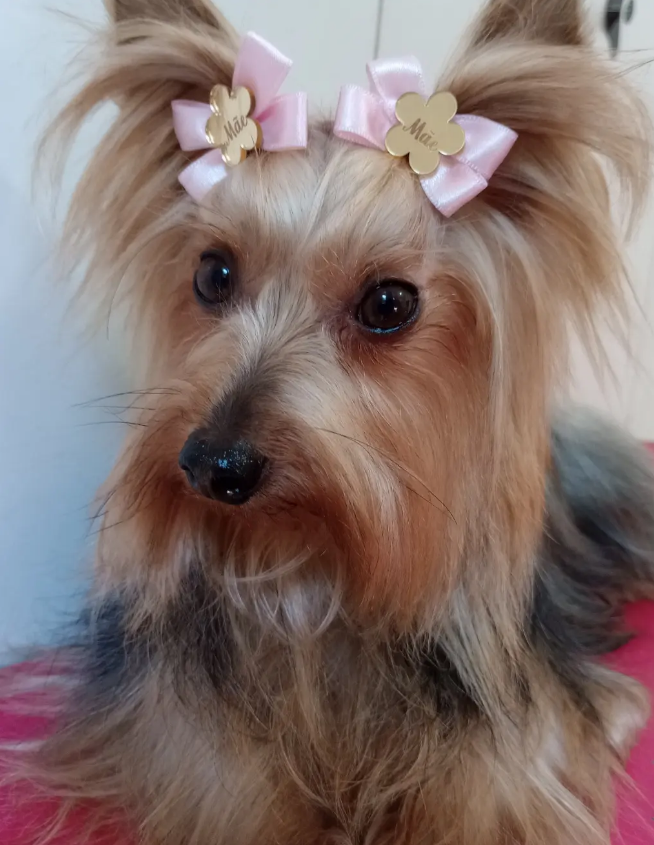 Pet pós banho