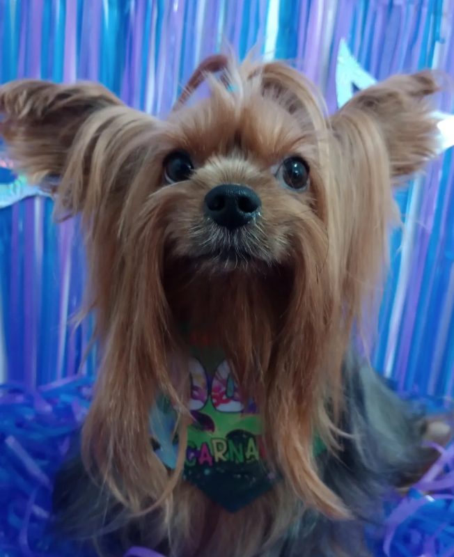 Cachorro fofo