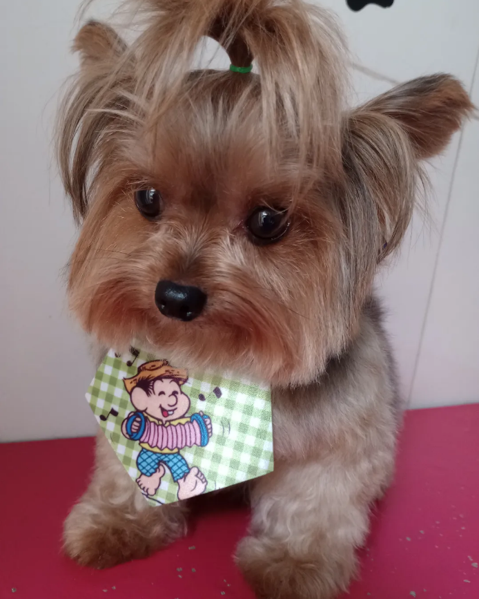 Cachorro limpo