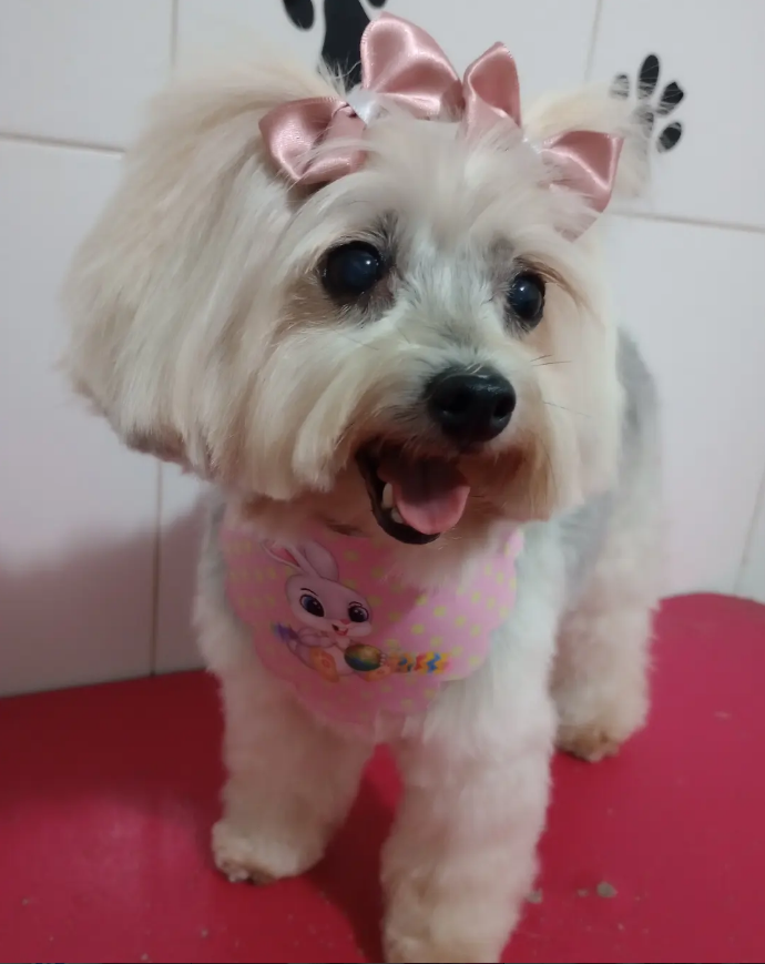 Poodle